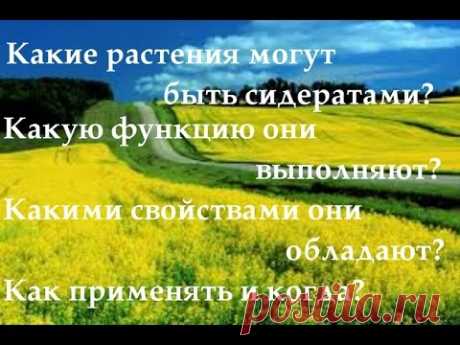 СИДЕРАТЫ от А до Я в Природном земледелии! Урок № 5 - YouTube