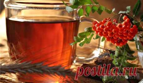 Квас из плодов рябины