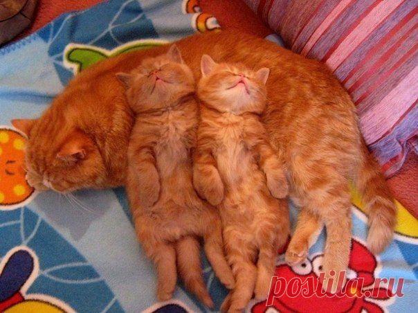 Мамины лучики))) | Все о наших питомцах