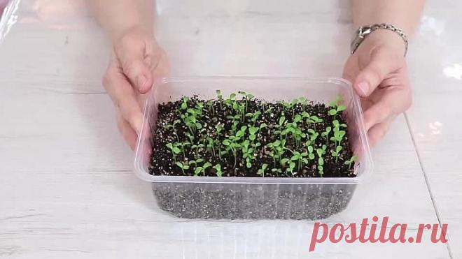 Как посадить АСТРЫ на рассаду! Выращивание красивых цветов!