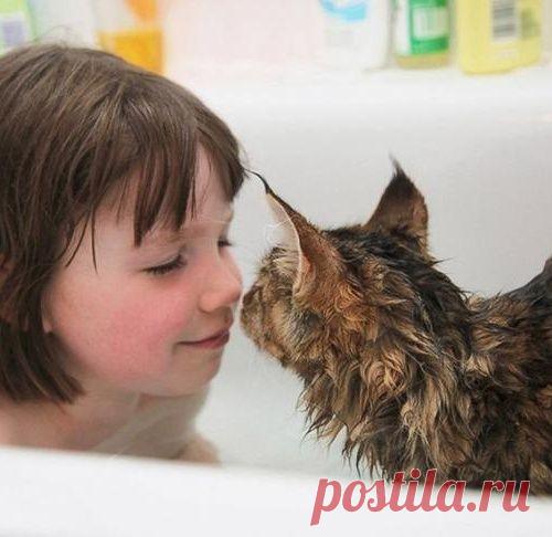 Трогательная история кошки Тули