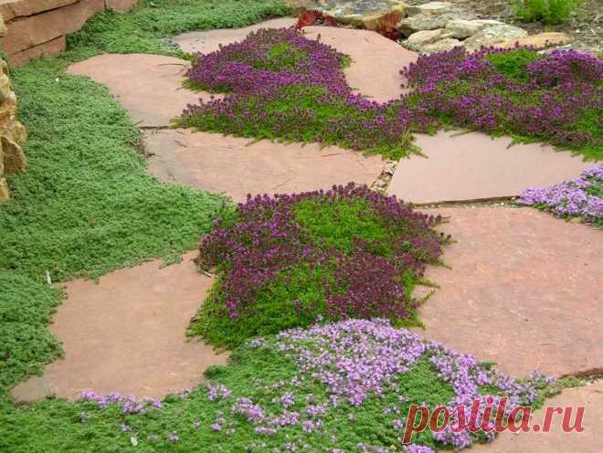 Красота и польза почвопокровников | Дачные истории | Яндекс Дзен