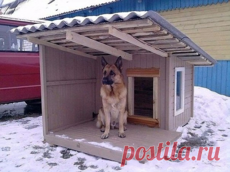 Хозяин молодец