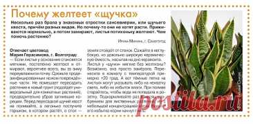 Почему желтеет &quot;щучка&quot;