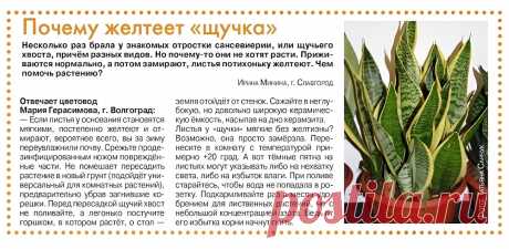 Почему желтеет "щучка"