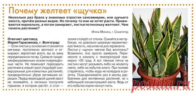 Почему желтеет "щучка"