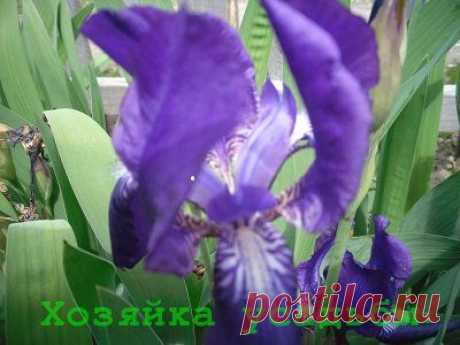 Посадка ирисов весной в открытый грунт.