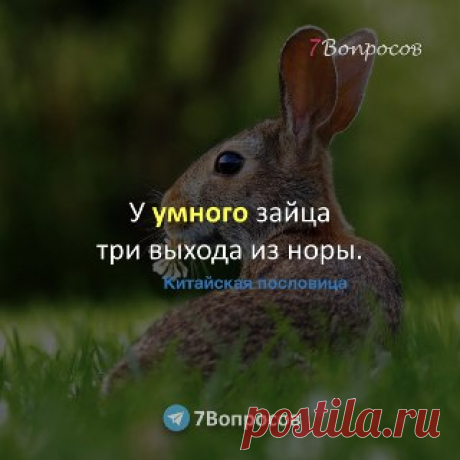 7Вопросов У умного зайца три выхода из норы. ©  Китайская пословица