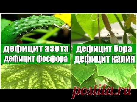 ОСНОВНЫЕ ЗАБОЛЕВАНИЯ И ПРИЗНАКИ НЕДОСТАТКА МИКРОЭЛЕМЕНТОВ У ОГУРЦОВ - YouTube