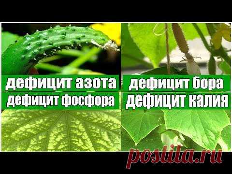 ОСНОВНЫЕ ЗАБОЛЕВАНИЯ И ПРИЗНАКИ НЕДОСТАТКА МИКРОЭЛЕМЕНТОВ У ОГУРЦОВ - YouTube