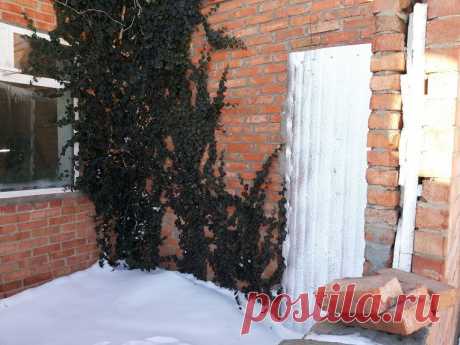 Строим зимний сад сами: часть 1. Сохраните любой пост с сайта 7dach.ru в Постиле и выиграйте призы от интернет-магазина Клуб Красоты. Чем больше постов - тем выше шансы. Розыгрыш состоится в понедельник, 30 января. В акции участвуют все посты, которые содержат этот текст или фото призов!