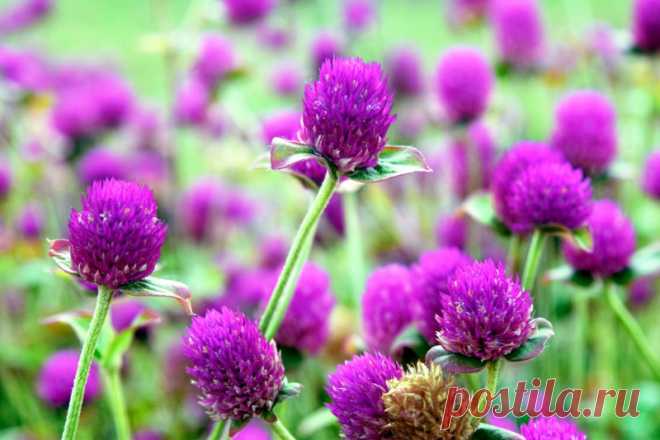 Шесть плюсов сорняков и пять способов их контроля