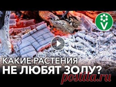 НИКОГДА НЕ КОРМИТЕ ЗОЛОЙ ЭТИ РАСТЕНИЯ! Как не лишиться урожая при подкормке золой? ✿Просим поддержать наш канал купив растения в нашем интернет-магазине Золу не переносят растения, которые любят кислую почву: клюква, брусника, гортен...