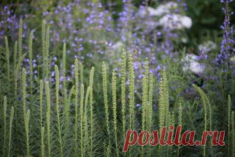 Разделяй и сажай: неботаническая классификация травянистых многолетников / многолетники /