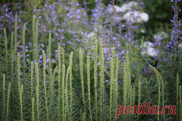 Разделяй и сажай: неботаническая классификация травянистых многолетников / многолетники /