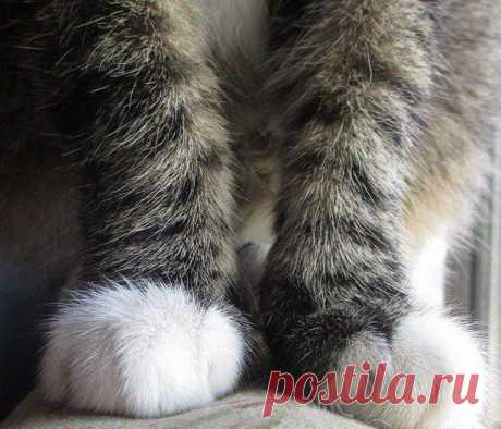 22 вещи, которые поймут только настоящие кошатники
