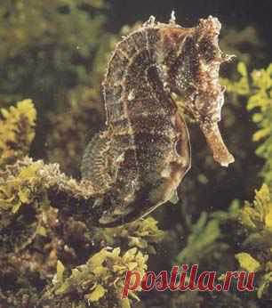 Морской конек довгорилий