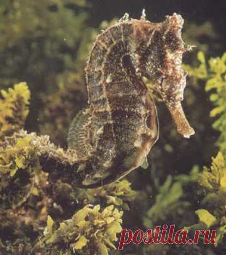 Морской конек довгорилий