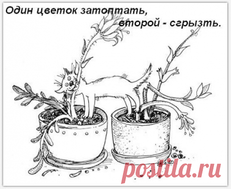 Ядовитые растения и цветы для кошек – Муркотэ о кошках и котах
