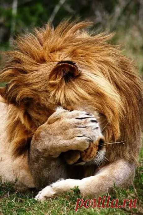 Animals - Google+
