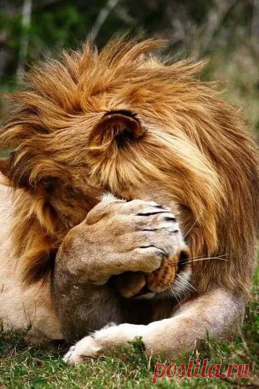 Animals - Google+