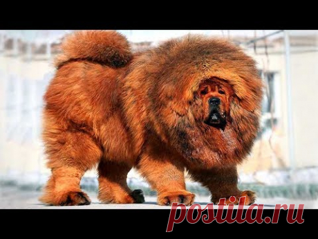 5 САМЫХ ДОРОГИХ И РЕДКИХ ПОРОД СОБАК - Рекорд Стоимости Четвероногого Друга!