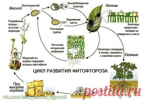 БОРЬБА С ФИТОФТОРОЙ ТОМАТОВ: МЕТОДЫ И СРЕДСТВА