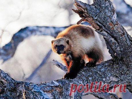 Росомаха, Камчатка. Росомаха производит впечатление существа неповоротливого, однако она необычайно ловко лазает по деревьям.