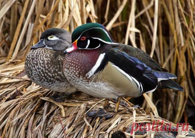 14 невероятных видов диких уток