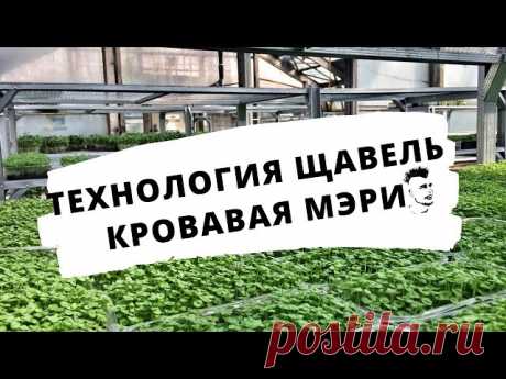 Микрозелень Технология Щавель Кровавая Мэри Сангвиник Бейби-лист