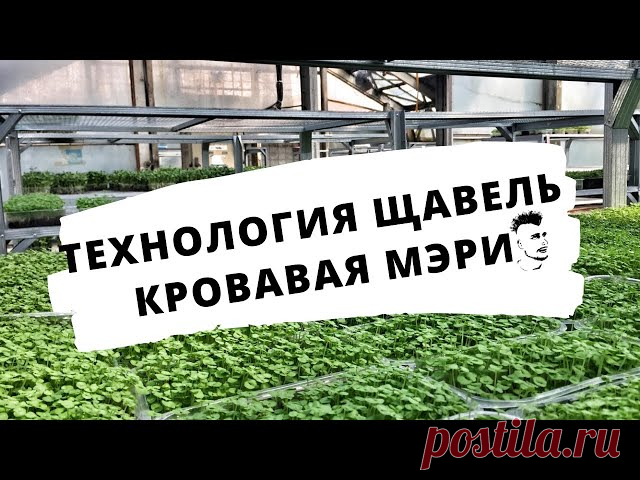 Микрозелень Технология Щавель Кровавая Мэри Сангвиник Бейби-лист