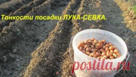 Тонкости посадки лука-севка.