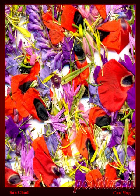 сан чад графика - Поиск в Google