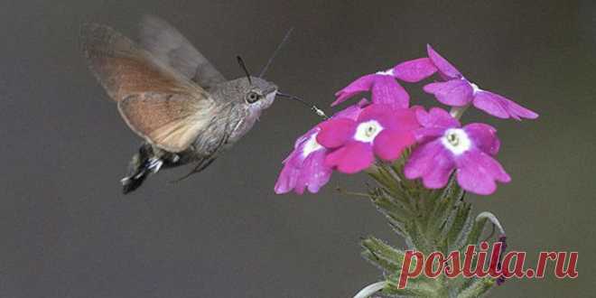 20 Of the Worlds Strangest Creatures