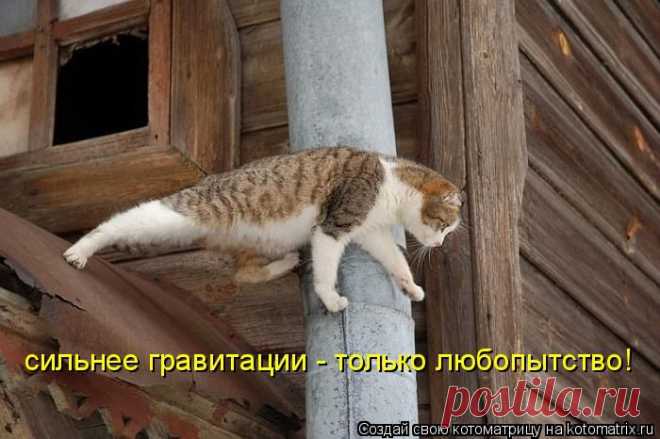 Котоматрица: Лучшие за всё время