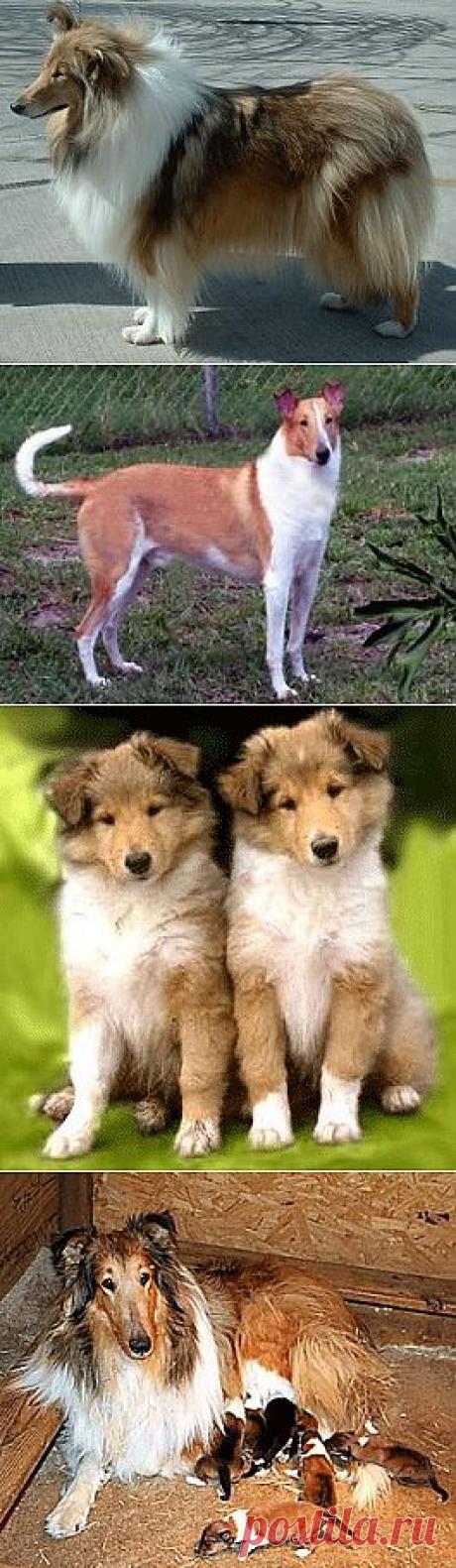 Колли (Collie) - описание породы собаки, фото, стандарт, уход за собакой, щенки и птомники | Animal.ru