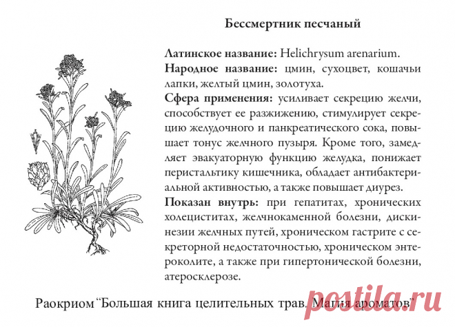 Бессмертник песчаный