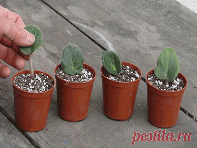 Расскажу как Размножить фиалку – Листом – Моя дача