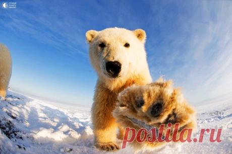 Любопытные белые медведи на Аляске - Путешествуем вместе