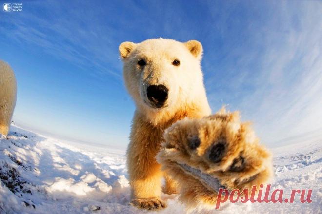 Любопытные белые медведи на Аляске - Путешествуем вместе