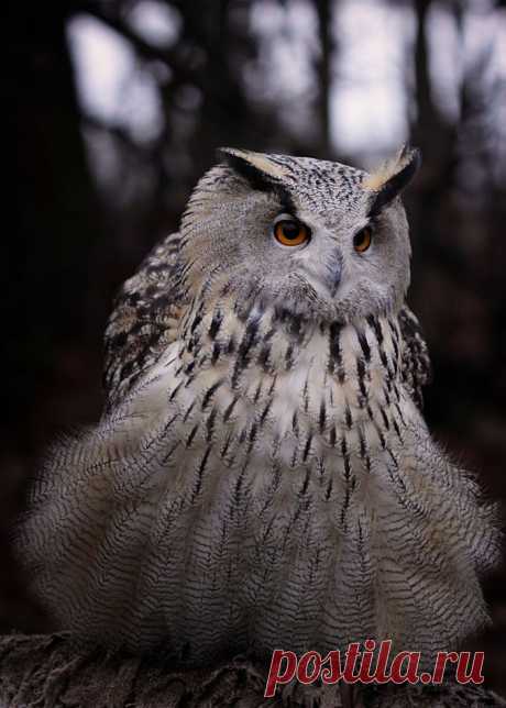 35PHOTO - Lilia Tkachenko - ....к лесу передом ко мне задом...