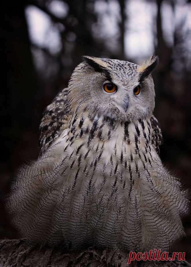 35PHOTO - Lilia Tkachenko - ....к лесу передом ко мне задом...