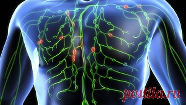 мы ничего не знаем о лимфатической системе