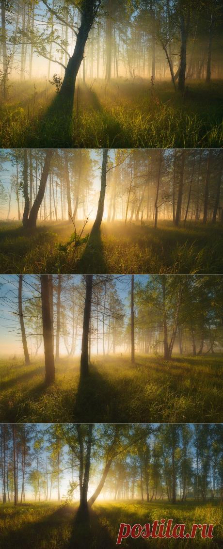 35PHOTO - marateaman - Сказочный лес
