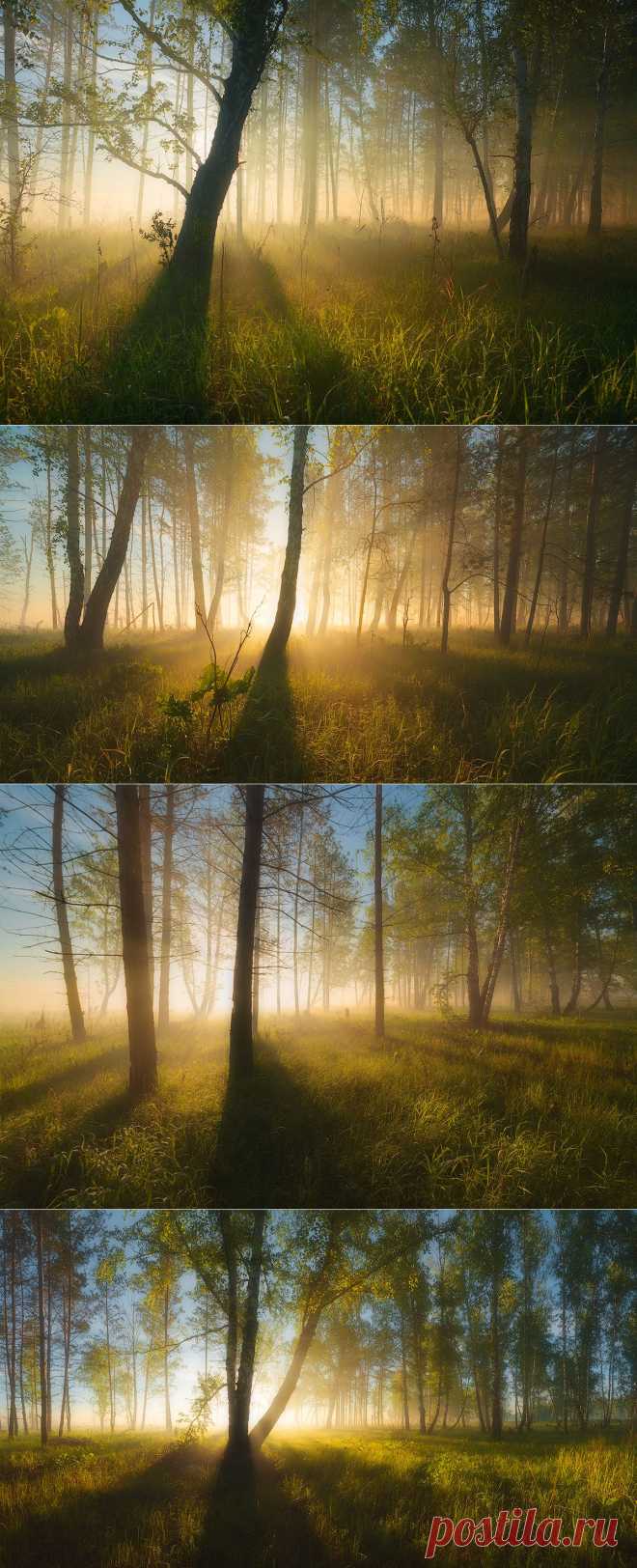 35PHOTO - marateaman - Сказочный лес