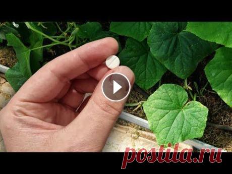 Огурцы Томаты в Миг пойдут в рост Подкормка в Июне. Не пропустите и получите богатый урожай! огурцы томаты вмиг пойдут в рост. мощный регулятор роста для огурцов и томатов а так же чтобы увеличить урожай своими руками. Повышает иммунитет, слуш...