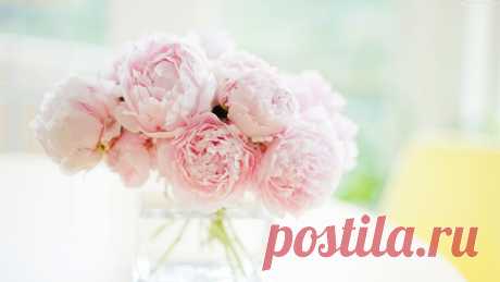 peony-wallpaper-18.jpg (2880×1620)