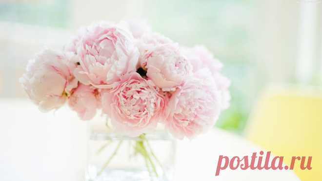 peony-wallpaper-18.jpg (2880×1620)