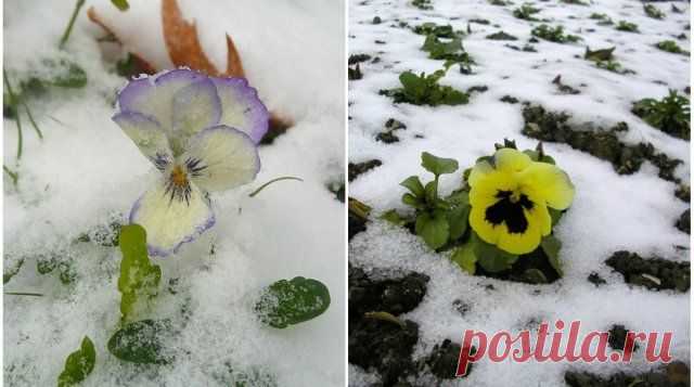 Цветы, которым не страшны осенние заморозки