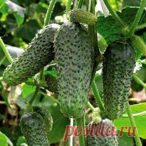 СМИ: ЕС отстранили от переговоров по Сирии в Вене